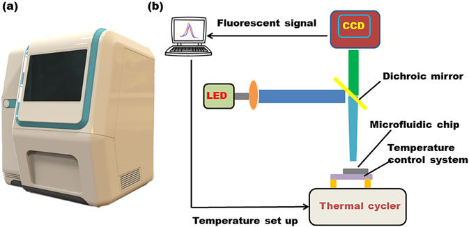 REAL TIME PCR